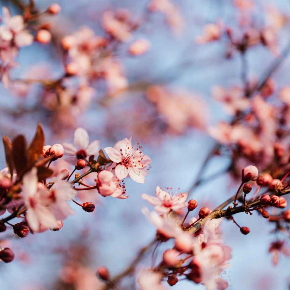 delicate pink flowers of blooming tree